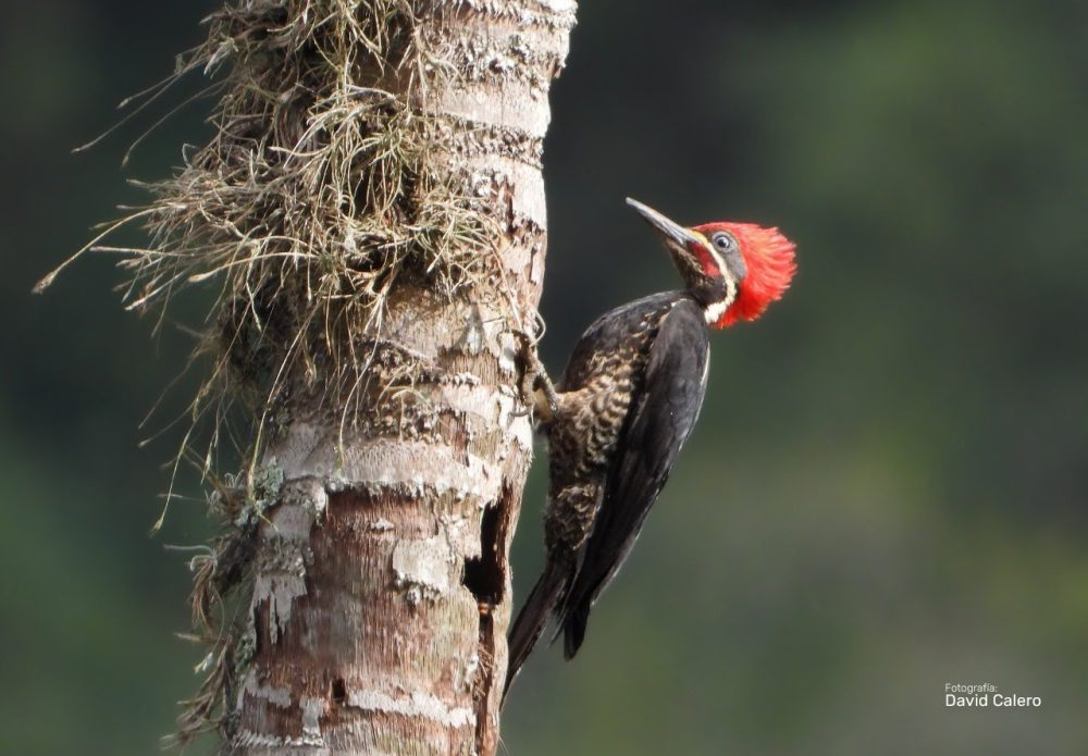 Feria internacional de Aves Colombia Birdfair