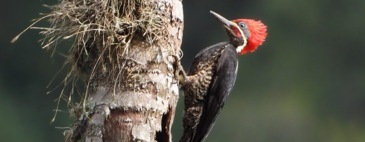 Feria internacional de Aves Colombia Birdfair