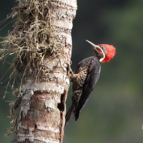 Feria internacional de Aves Colombia Birdfair